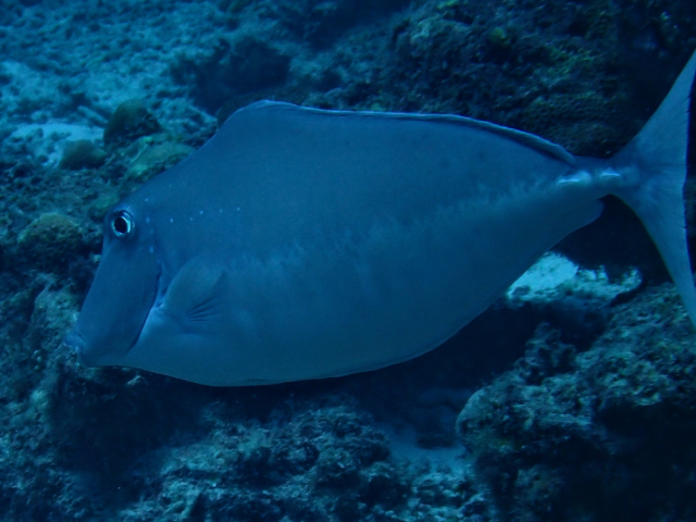 Click to View Humpback Unicornfish<br><span style='font-size:12px'><i>Dave & Rose</i></span>