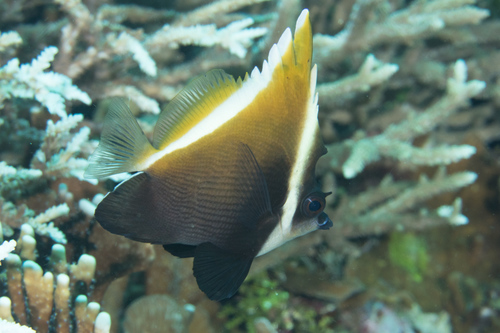 Humphead Bannerfish<br><span style='font-size:12px'><i>iNaturalist</i>&nbsp&nbsp&nbsp&nbsp</span>