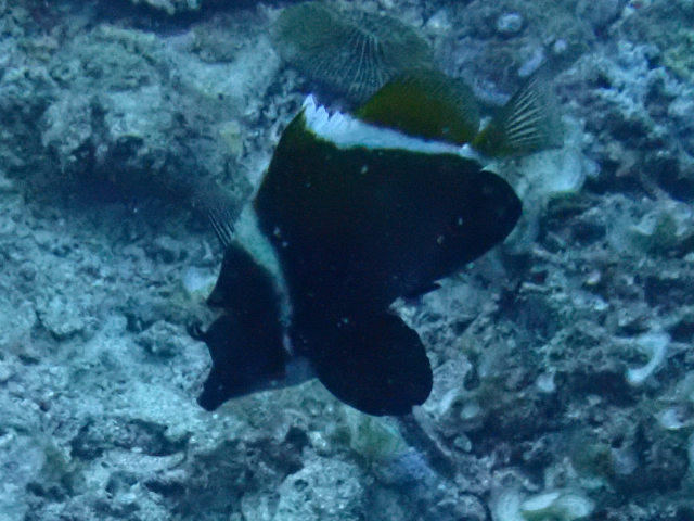 Humphead Bannerfish<br><span style='font-size:12px'><i>Dave & Rose</i></span>