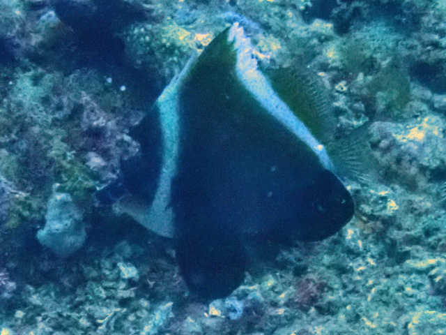 Click to View Humphead Bannerfish<br><span style='font-size:12px'><i>Dave & Rose</i></span>