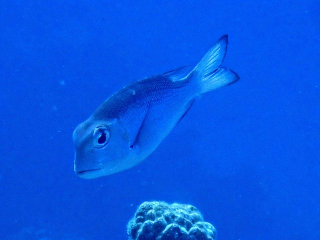 Click to View Humpnose Bigeye Bream<br><span style='font-size:12px'><i>Dave & Rose</i></span>