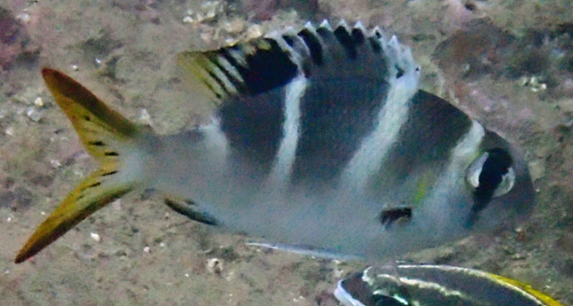 Click to View Humpnose Bigeye Bream Juv<br><span style='font-size:12px'><i>Dave & Rose</i></span>