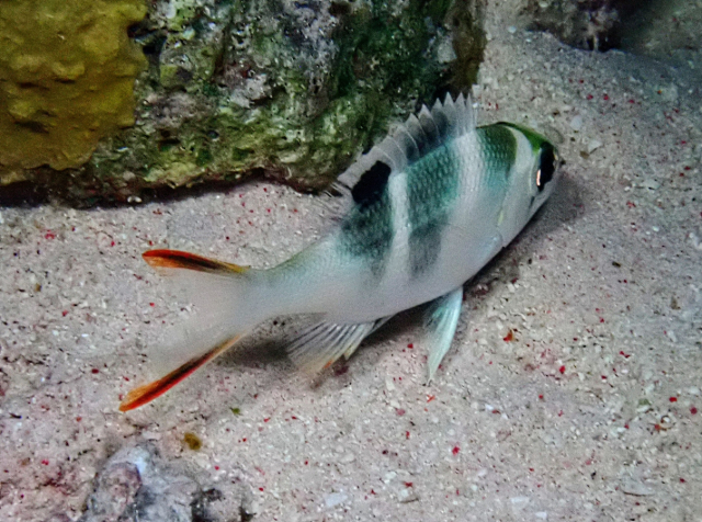Click to View Humpnose Bigeye Bream - juvenile at night<br><span style='font-size:12px'><i>Dave & Rose</i></span>