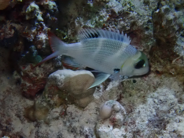 Click to View Humpnose Bigeye Bream<br><span style='font-size:12px'><i>Dave & Rose</i></span>