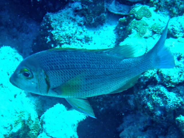 Click to View Humpnose Bigeye Bream<br><span style='font-size:12px'><i>Dave & Rose</i></span>