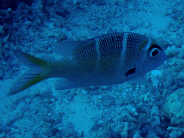 Click to View Humpnose Bigeye Bream<br><span style='font-size:12px'><i>Dave & Rose</i></span>