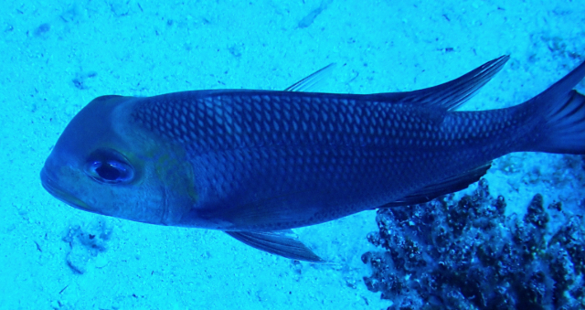 Click to View Humpnose Bigeye Bream<br><span style='font-size:12px'><i>Dave & Rose</i></span>