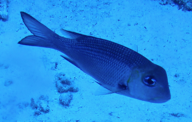 Click to View Humpnose Bigeye Bream<br><span style='font-size:12px'><i>Dave & Rose</i></span>