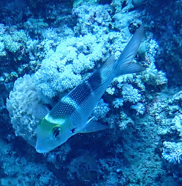 Click to View Humpnose Bigeye Bream<br><span style='font-size:12px'><i>Dave & Rose</i></span>