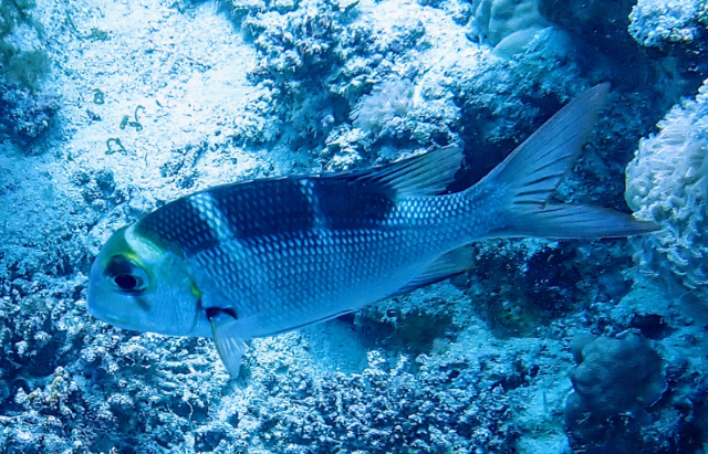 Click to View Humpnose Bigeye Bream<br><span style='font-size:12px'><i>Dave & Rose</i></span>