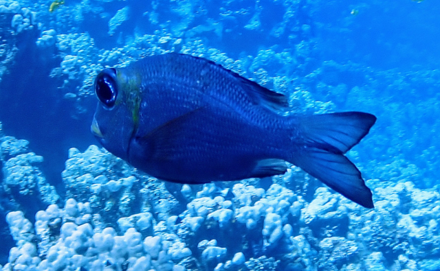 Click to View Humpnose Bigeye Bream<br><span style='font-size:12px'><i>Dave & Rose</i></span>