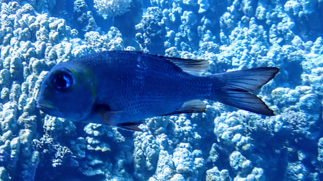 Click to View Humpnose Bigeye Bream<br><span style='font-size:12px'><i>Dave & Rose</i></span>