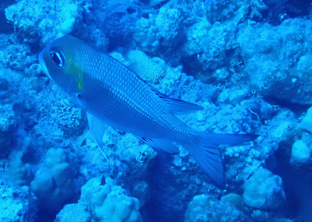 Click to View Humpnose Bigeye Bream<br><span style='font-size:12px'><i>Dave & Rose</i></span>