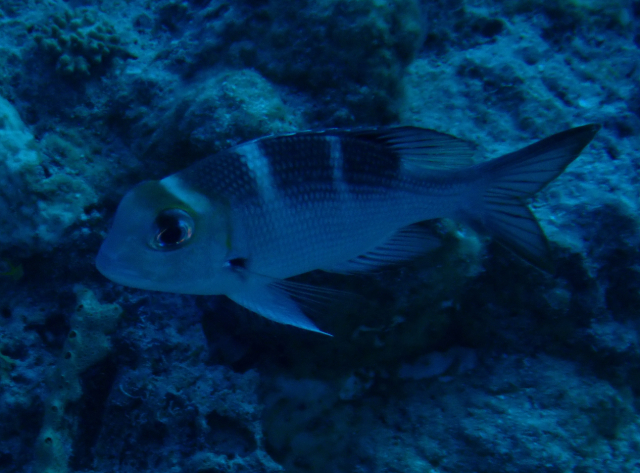 Click to View Humpnose Bigeye Bream<br><span style='font-size:12px'><i>Dave & Rose</i></span>