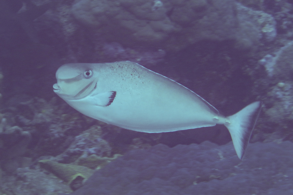 Click to View Humpnose Unicornfish<br><span style='font-size:12px'><i>iNaturalist</i></span>