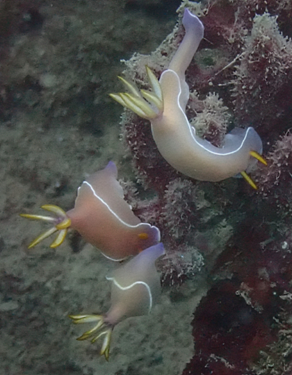 Click to View Hypselodoris bullockii<br><span style='font-size:12px'><i>Dave & Rose</i></span>