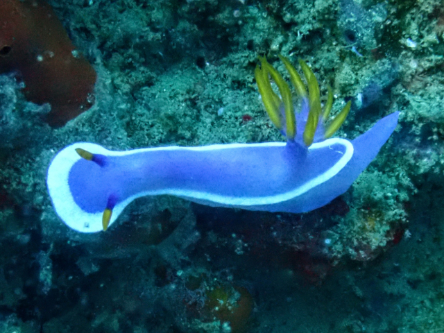Click to View Hypselodoris variobranchia<br><span style='font-size:12px'><i>Dave & Rose</i></span>