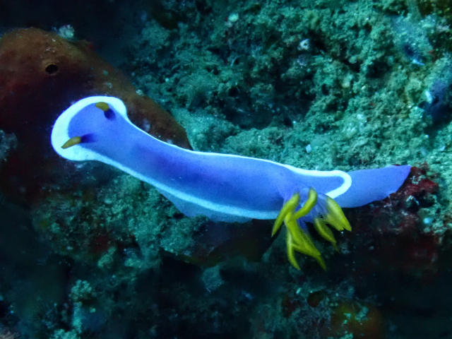 Click to View Hypselodoris variobranchia<br><span style='font-size:12px'><i>Dave & Rose</i></span>