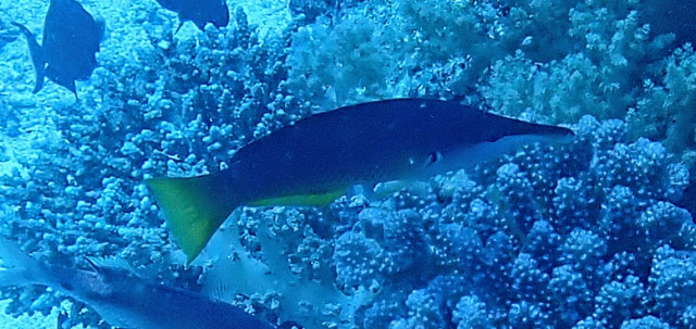 Click to View Indian Bird Wrasse<br><span style='font-size:12px'><i>Dave & Rose</i></span>