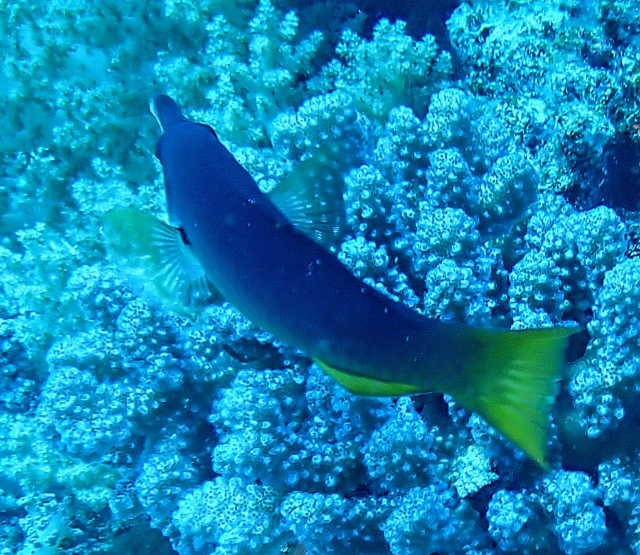 Click to View Indian Bird Wrasse<br><span style='font-size:12px'><i>Dave & Rose</i></span>