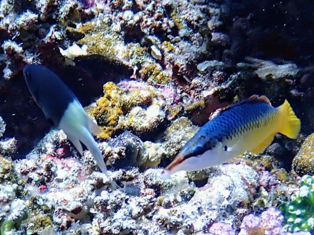Click to View Indian Bird Wrasse - ♀<br><span style='font-size:12px'><i>Dave & Rose</i></span>