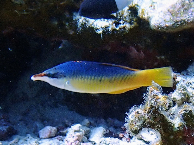 Click to View Indian Bird Wrasse - ♀<br><span style='font-size:12px'><i>Dave & Rose</i></span>