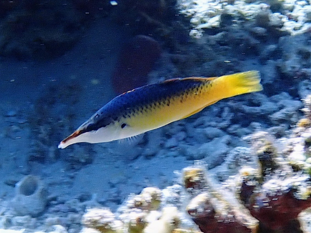 Click to View Indian Bird Wrasse - ♀<br><span style='font-size:12px'><i>Dave & Rose</i></span>