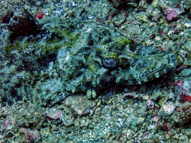 Indian Ocean Crocodilefish<br><span style='font-size:12px'><i>Dave & Rose</i></span>