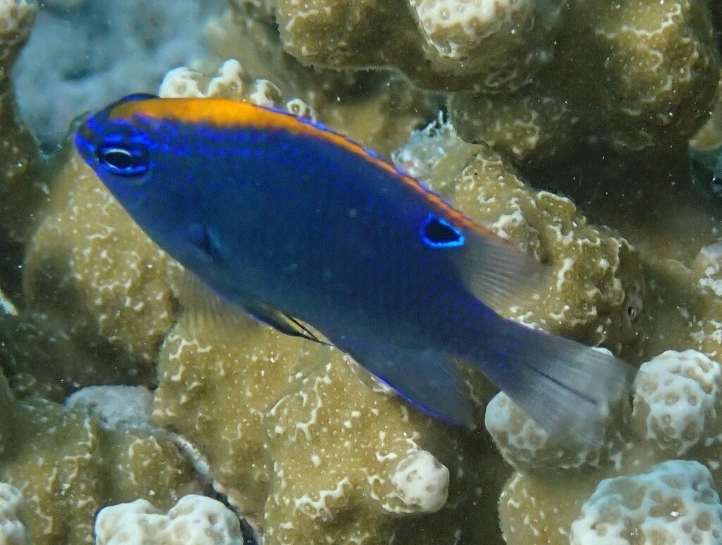 Click to View Indian Damsel<br><span style='font-size:12px'><i>iNaturalist</i></span>