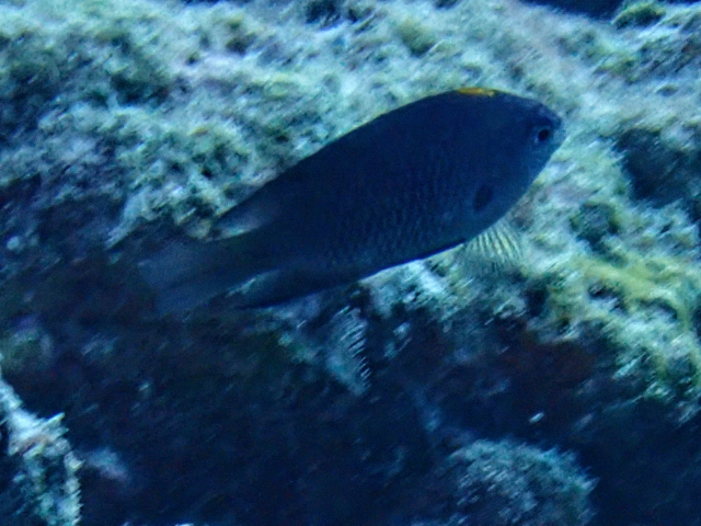 Click to View Indian Damsel<br><span style='font-size:12px'><i>Dave & Rose</i></span>