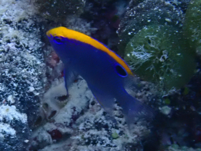 Indian Damsel - juvenile<br><span style='font-size:12px'><i>Dave & Rose</i></span>