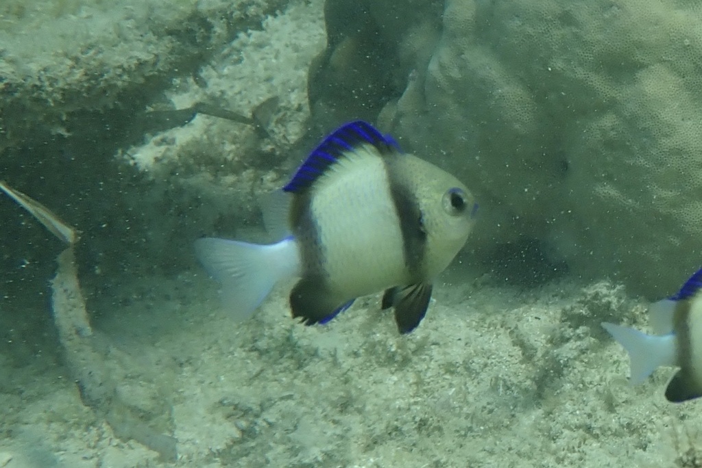 Click to View Indian Dascyllus<br><span style='font-size:12px'><i>iNaturalist</i></span>