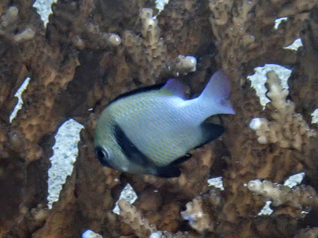 Click to View Indian Dascyllus<br><span style='font-size:12px'><i>Dave & Rose</i></span>