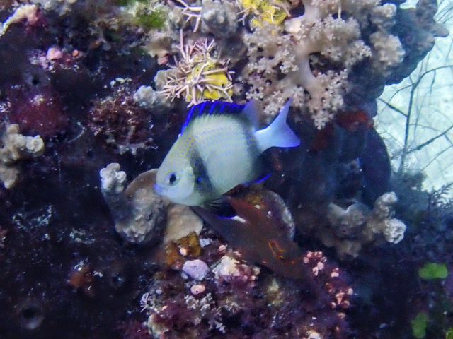 Click to View Indian Dascyllus<br><span style='font-size:12px'><i>Dave & Rose</i></span>