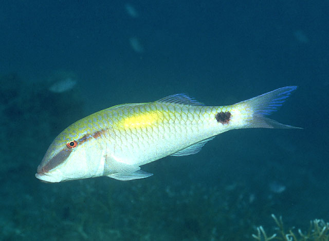 Click to View Indian Goatfish<br><span style='font-size:12px'><i>Fishbase</i></span>