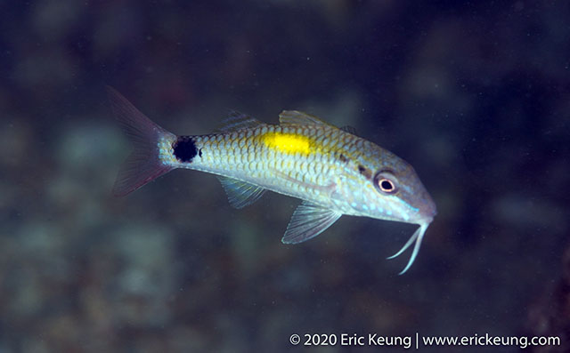 Click to View Indian Goatfish<br><span style='font-size:12px'><i>Fishbase</i></span>