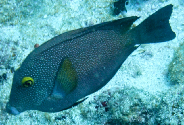 Click to View Indian Gold-ring Bristletooth<br><span style='font-size:12px'><i>Dave & Rose</i></span>