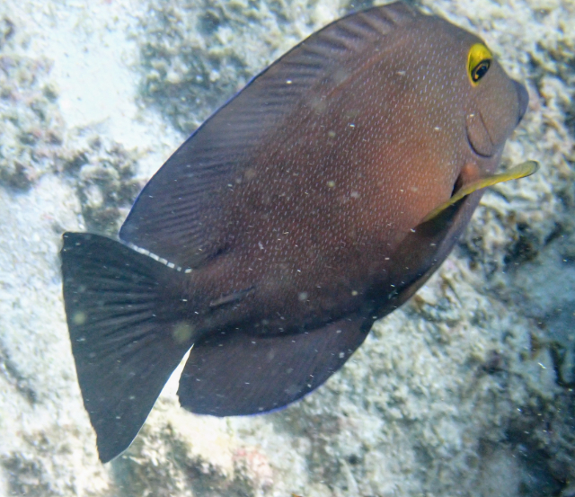 Click to View Indian Gold-ring Bristletooth<br><span style='font-size:12px'><i>Dave & Rose</i></span>