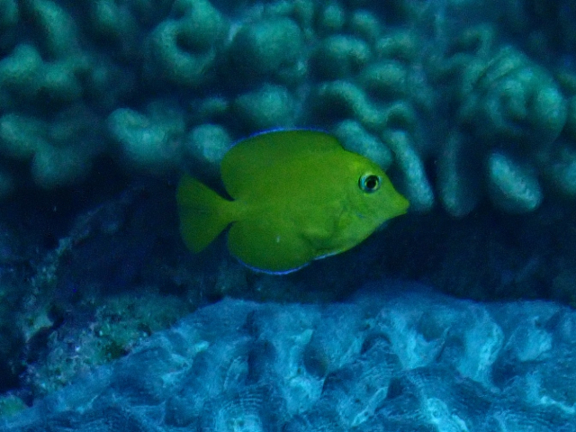 Click to View Indian Gold-ring Bristletooth - juvenile<br><span style='font-size:12px'><i>Dave & Rose</i></span>