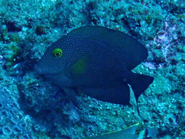 Click to View Indian Gold-ring Bristletooth<br><span style='font-size:12px'><i>Dave & Rose</i></span>