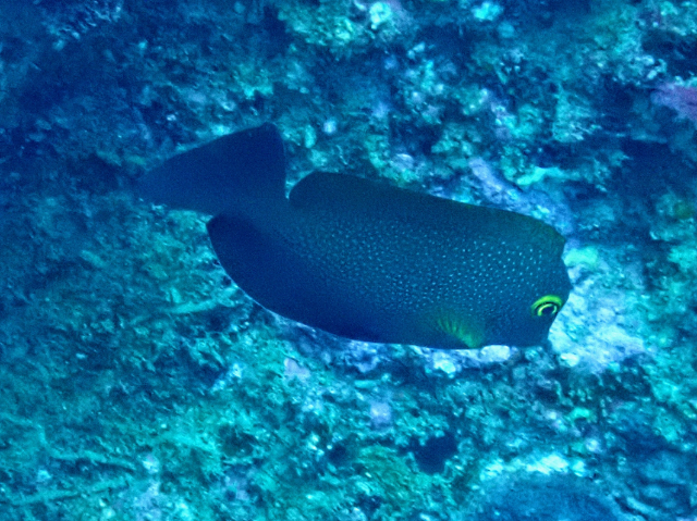 Click to View Indian Gold-ring Bristletooth<br><span style='font-size:12px'><i>Dave & Rose</i></span>