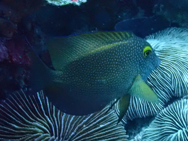 Click to View Indian Gold-ring Bristletooth<br><span style='font-size:12px'><i>Dave & Rose</i></span>