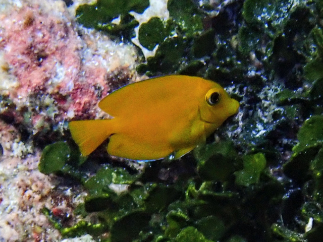 Click to View Indian Gold-ring Bristletooth - juvenile<br><span style='font-size:12px'><i>Dave & Rose</i></span>