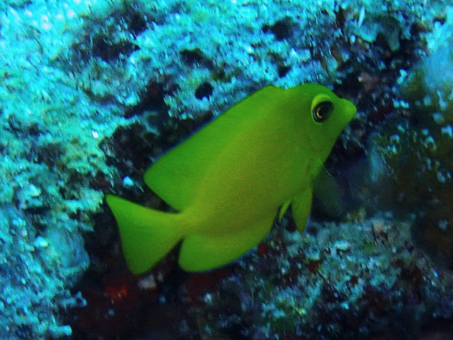 Click to View Indian Gold-ring Bristletooth - juvenile<br><span style='font-size:12px'><i>Dave & Rose</i></span>