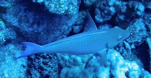 Click to View Indian Longnose Parrotfish<br><span style='font-size:12px'><i>Dave & Rose</i></span>