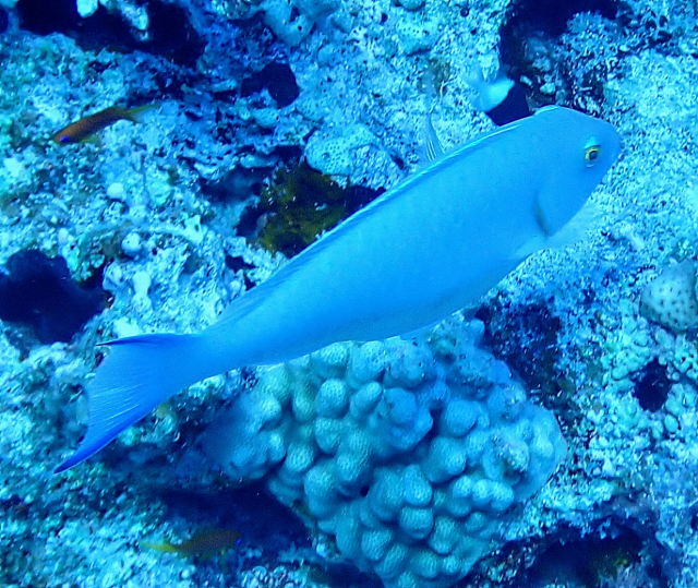 Click to View Indian Longnose Parrotfish<br><span style='font-size:12px'><i>Dave & Rose</i></span>
