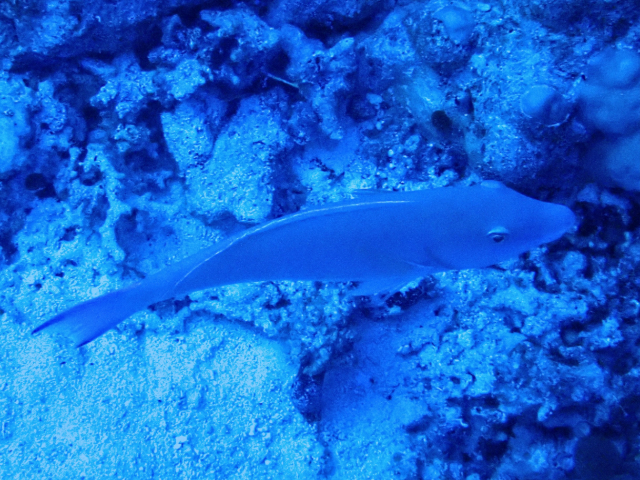 Click to View Indian Longnose Parrotfish<br><span style='font-size:12px'><i>Dave & Rose</i></span>