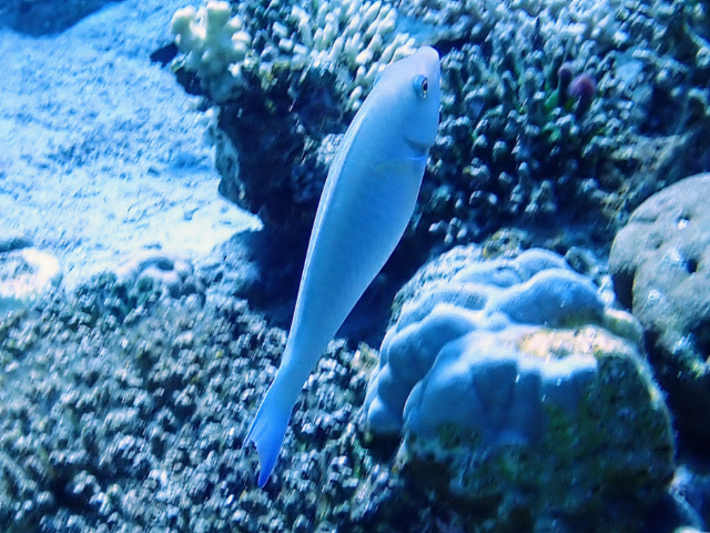 Click to View Indian Longnose Parrotfish<br><span style='font-size:12px'><i>Dave & Rose</i></span>