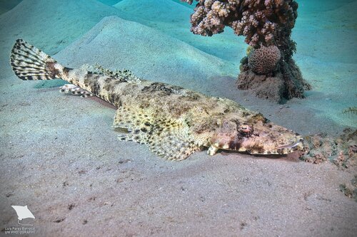 Click to View Indian Ocean Crocodilefish<br><span style='font-size:12px'><i>iNaturalist</i></span>