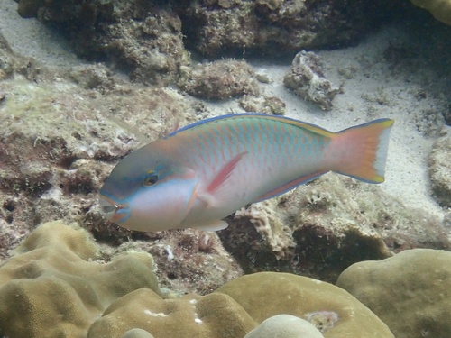 Click to View Indian Parrotfish<br><span style='font-size:12px'><i>iNaturalist</i></span>